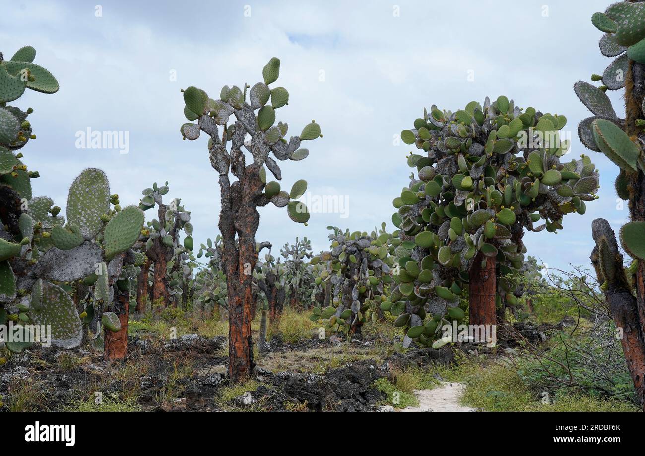 Riesiger Stachelbirnen-Kaktus auf Santa Cruz Island, Galapagos Stockfoto