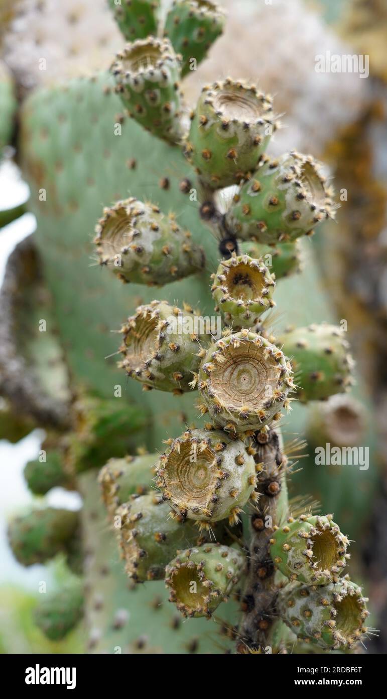 Nahaufnahme des riesigen Stachelbirnen-Kaktus, Santa Cruz, Galapagos Stockfoto