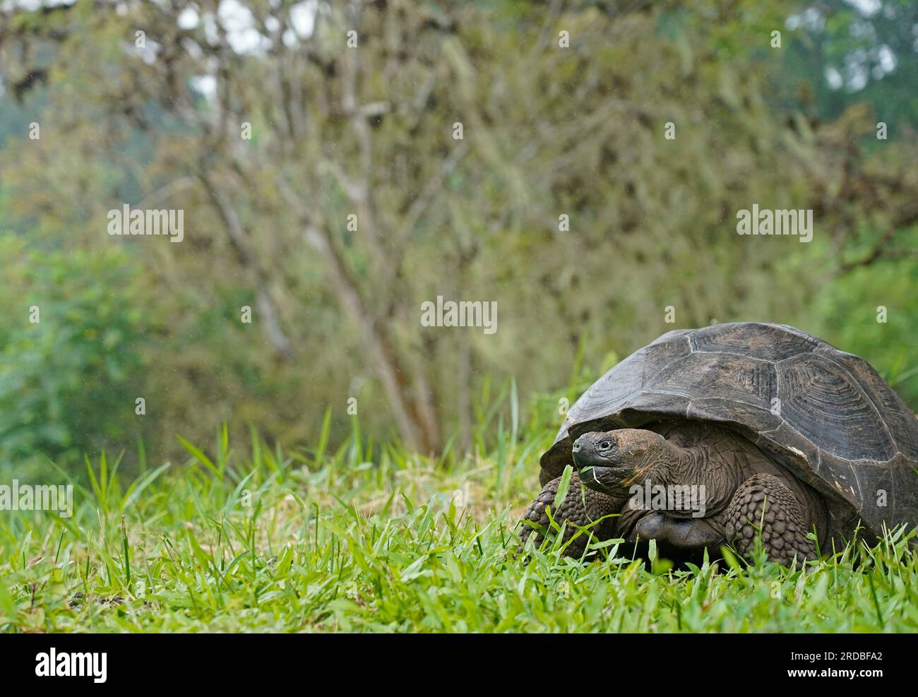 Galapagos Riesenschildkröte, die auf dem Feld spaziert Stockfoto