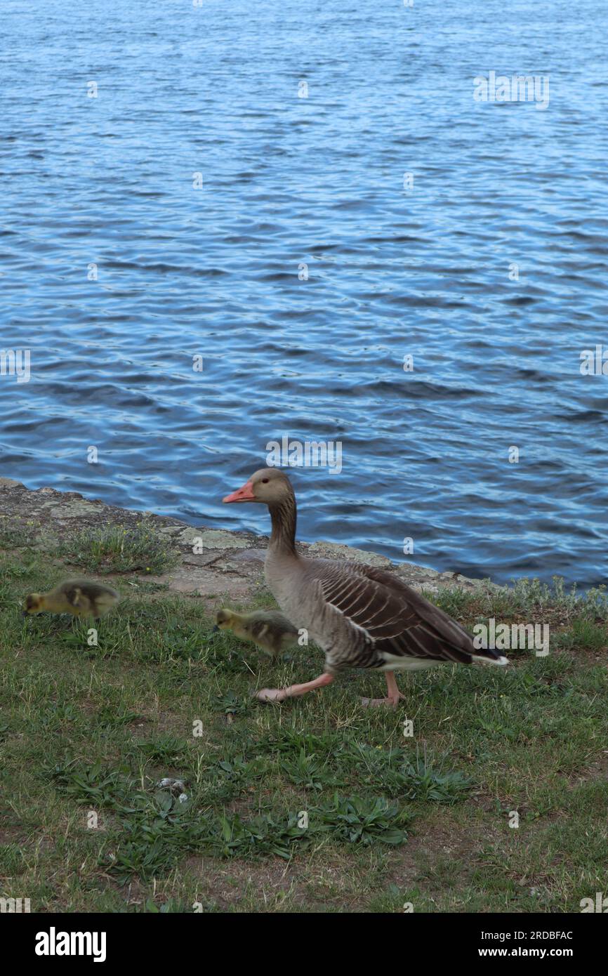 Seitenansicht der Ente in der Nähe des Sees mit Entenküken Stockfoto