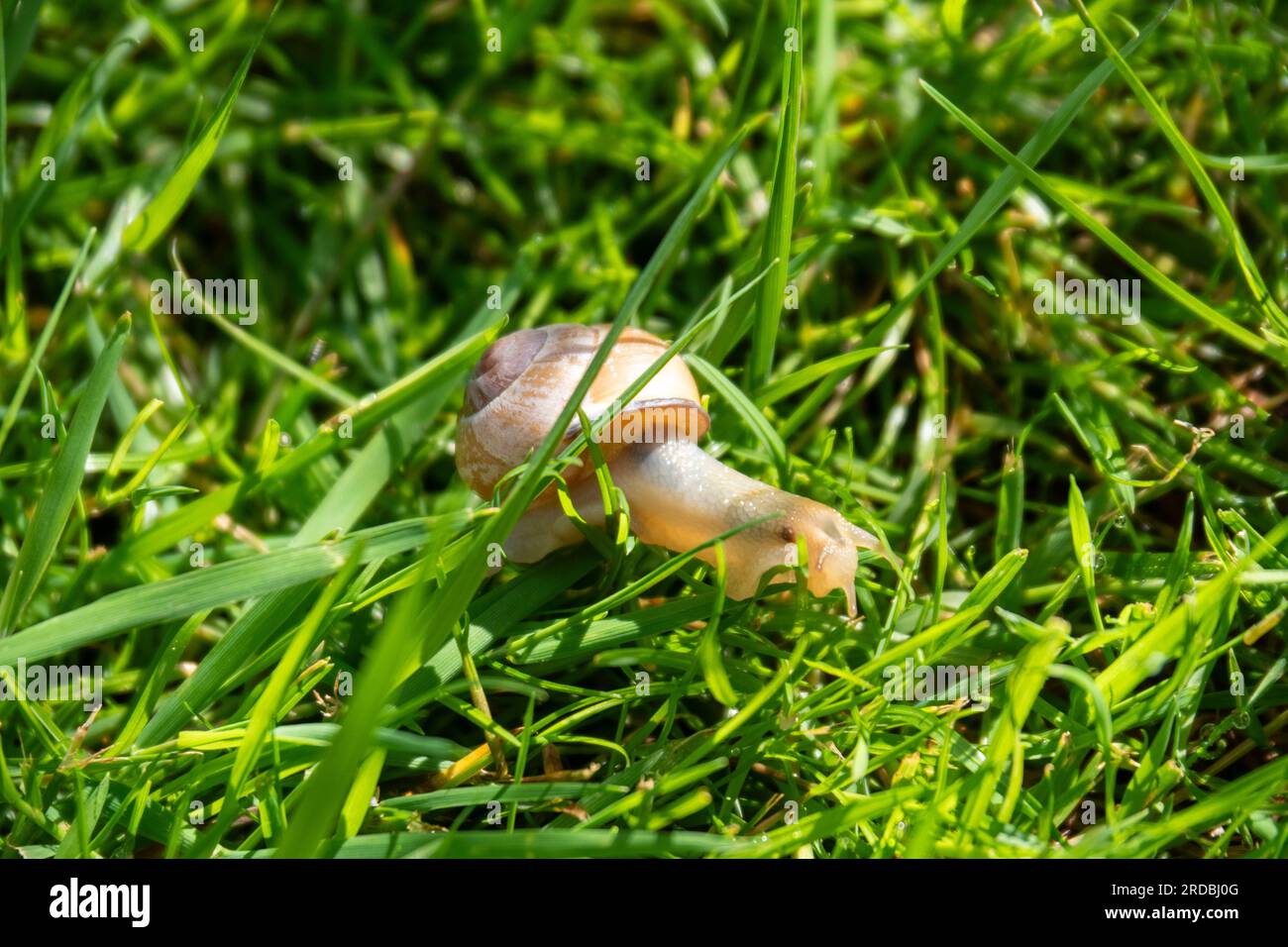 Gartenschnecke (Cepaea hortensis) im hohen Gras Stockfoto