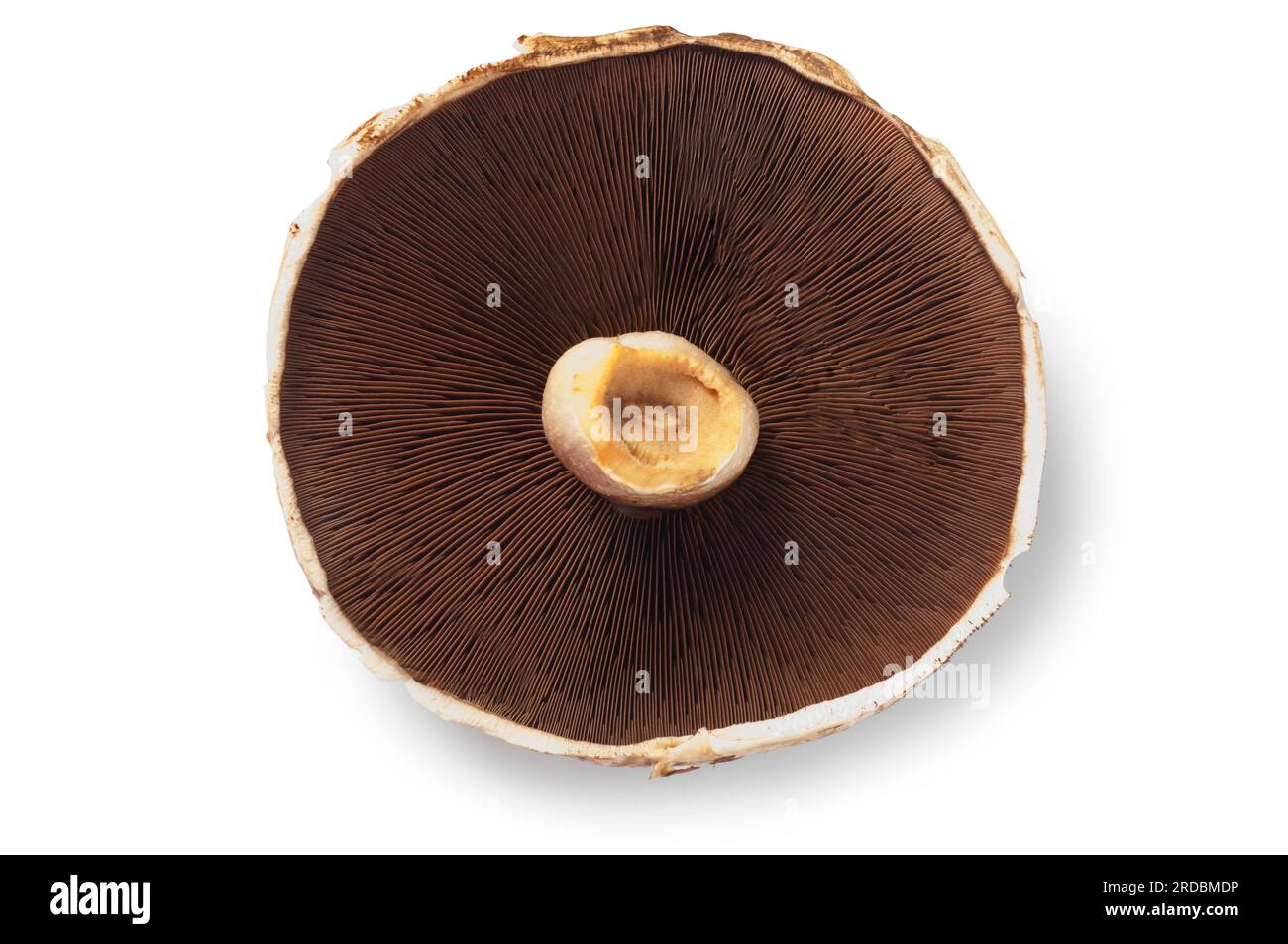 Studio-Aufnahme eines großen portobello-Pilzes, der vor weißem Hintergrund ausgeschnitten wurde - John Gollop Stockfoto