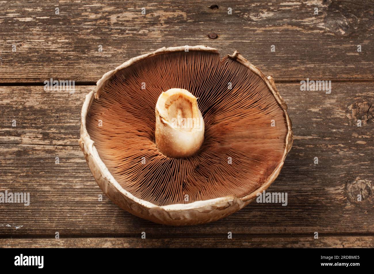 Studio-Aufnahme von großem portobello-Pilz auf dunklem hölzernem Hintergrund - John Gollop Stockfoto