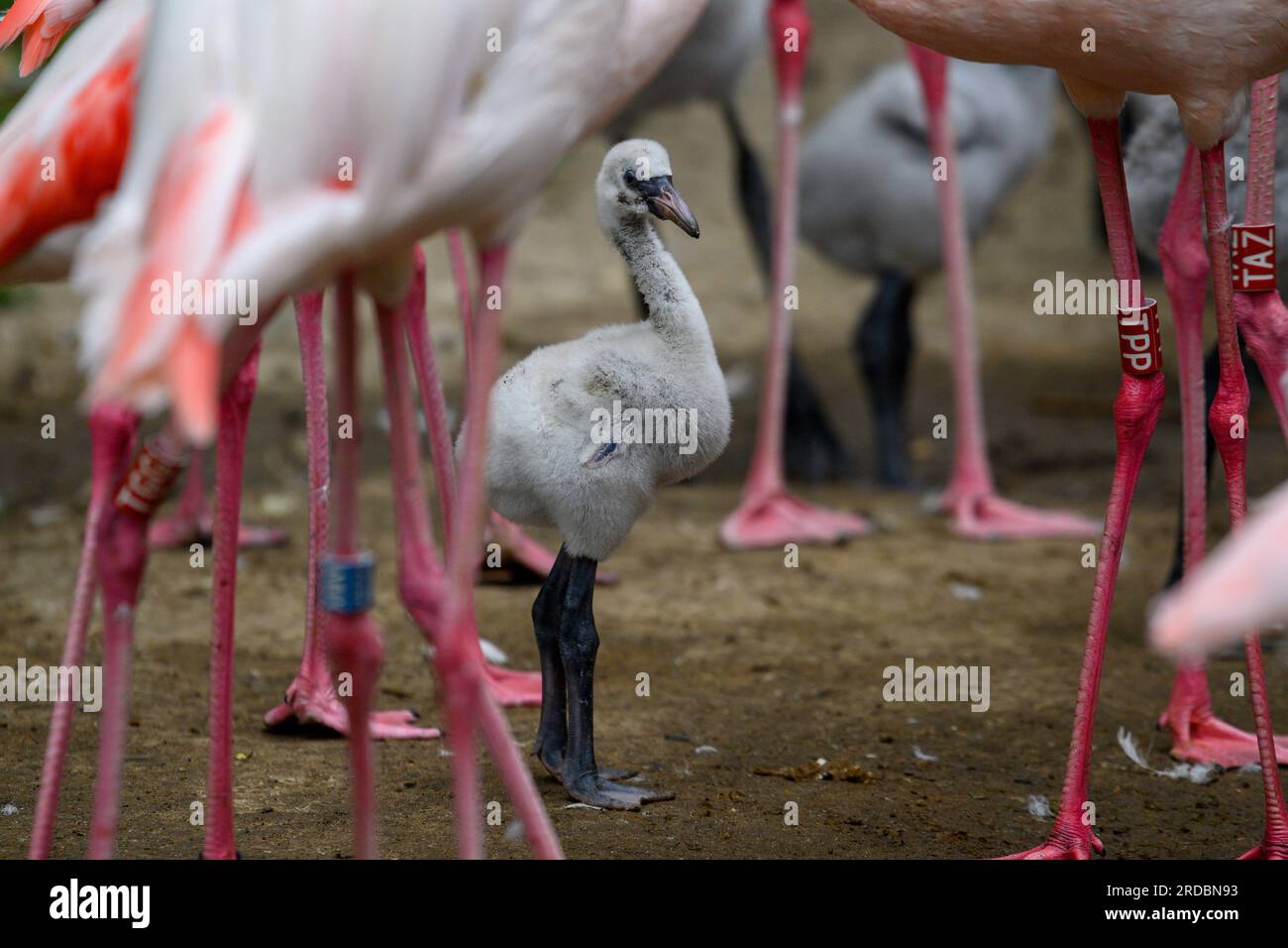 20. Juli 2023, Sachsen-Anhalt, Magdeburg: Im Zoo Magdeburg steht ein rosa Flamingo zwischen den Beinen der älteren Tiere. Das Tier ist erst wenige Tage alt und die Nester enthalten noch Eier, die inkubiert werden. Daher gießen die Tierhalter derzeit täglich den Flamingo-Haltungsbereich, so dass der Boden, auf dem die Tiere ihre Nester haben, feucht bleibt. Für die Vögel ist die Nässe auch eine Veränderung und Beruf, denn auch in der Wildnis nahmen sie das Wasser aus dem Gefieder auf oder ließen es direkt in ihre Schnäbel regnen. In der Region rund um die Hauptstadt des Bundesstaates wird erwartet, dass sie trocken bleibt Stockfoto