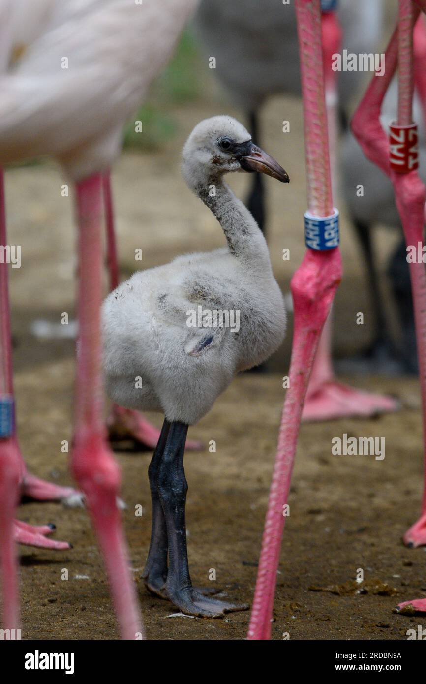 20. Juli 2023, Sachsen-Anhalt, Magdeburg: Im Zoo Magdeburg steht ein rosa Flamingo zwischen den Beinen der älteren Tiere. Das Tier ist erst wenige Tage alt und die Nester enthalten noch Eier, die inkubiert werden. Daher gießen die Tierhalter derzeit täglich den Flamingo-Haltungsbereich, so dass der Boden, auf dem die Tiere ihre Nester haben, feucht bleibt. Für die Vögel ist die Nässe auch eine Veränderung und Beruf, denn auch in der Wildnis nahmen sie das Wasser aus dem Gefieder auf oder ließen es direkt in ihre Schnäbel regnen. In der Region rund um die Hauptstadt des Bundesstaates wird erwartet, dass sie trocken bleibt Stockfoto