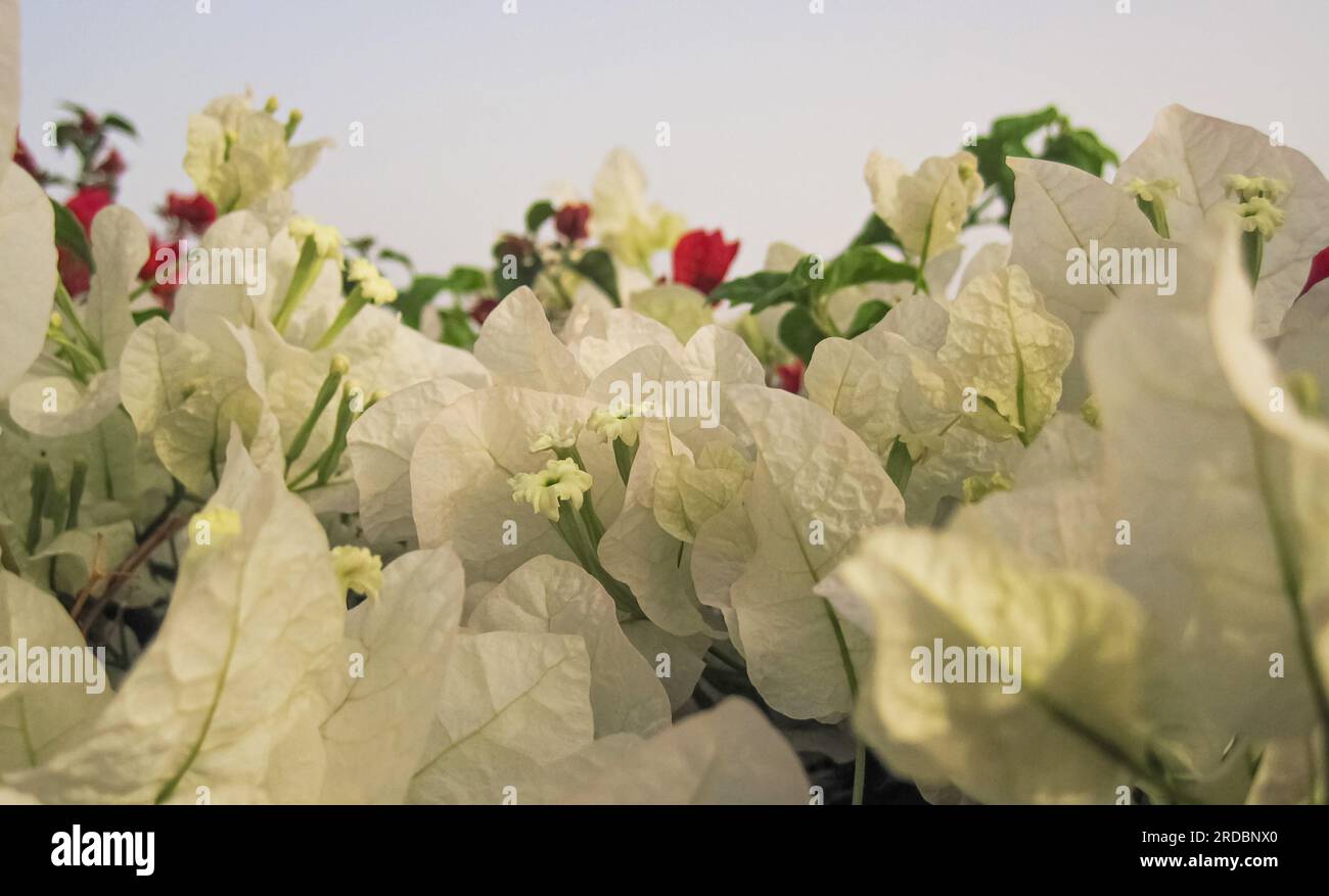 White Bougainvillea hat dekorative Blätter, die wie ein Herz oder oval aussehen, mit vielen Blumenfarben. Stockfoto