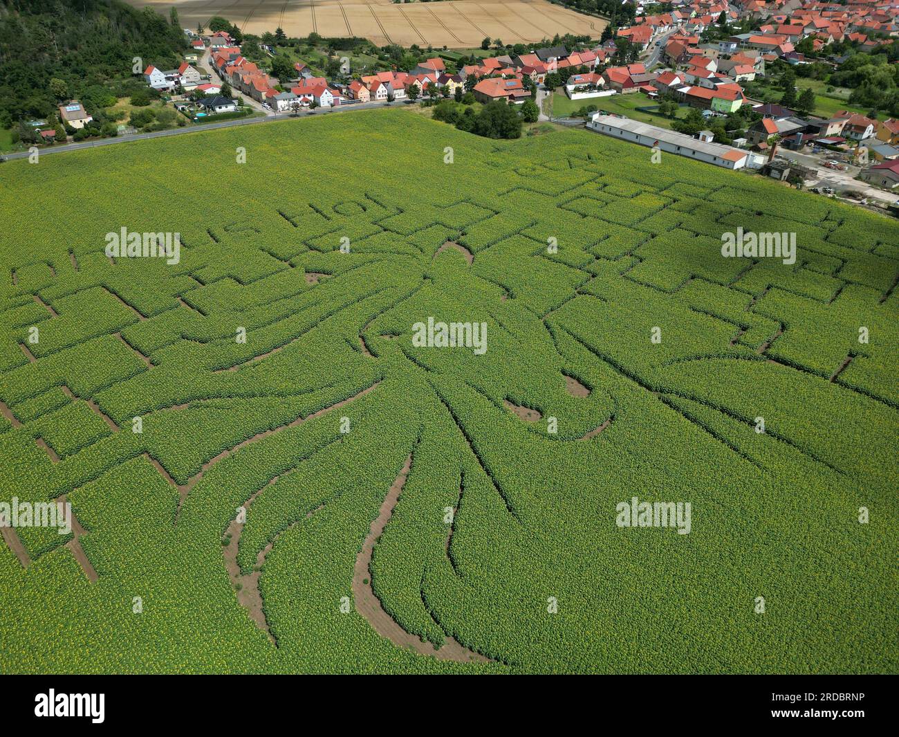 Thale, Deutschland. 15. Juli 2023. Blick auf ein Sonnenblumenlabyrinth auf  einem Feld in der Nähe von Westerhausen. Ein regionaler Landwirt hat auf  einer Fläche von mehreren Hektar ein Sonnenblumenlabyrinth geschaffen.  Besucher können