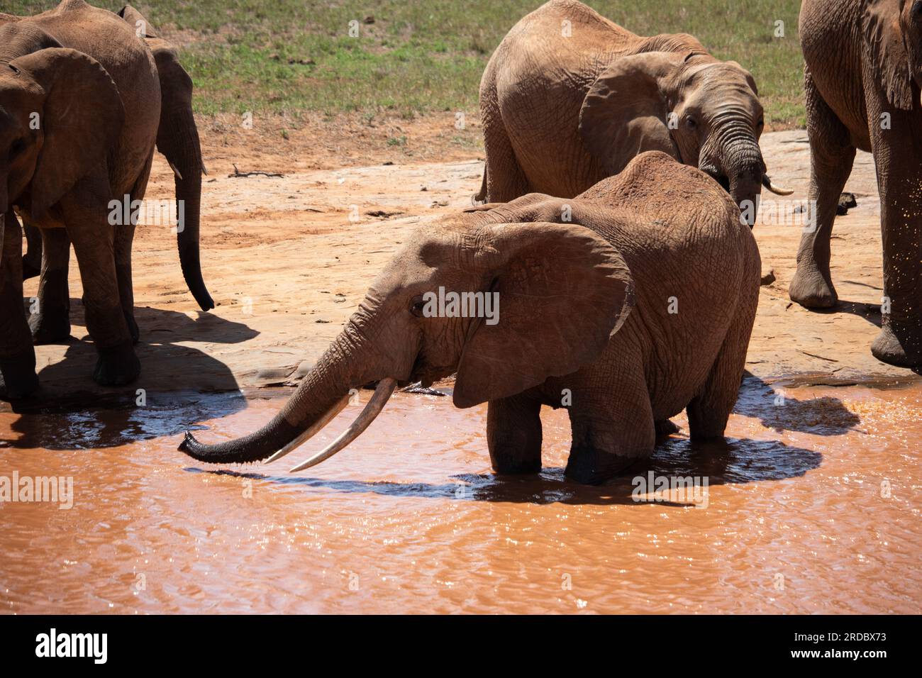 Elefanten in Kenia Afrika. Tiere aus einer Elefantenherde in Kenia. Sie durchstreifen die Savanne auf der Suche nach Wasser. Stockfoto