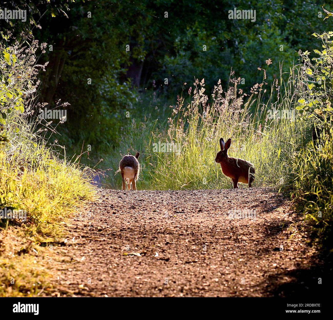 Braune Hasen Stockfoto