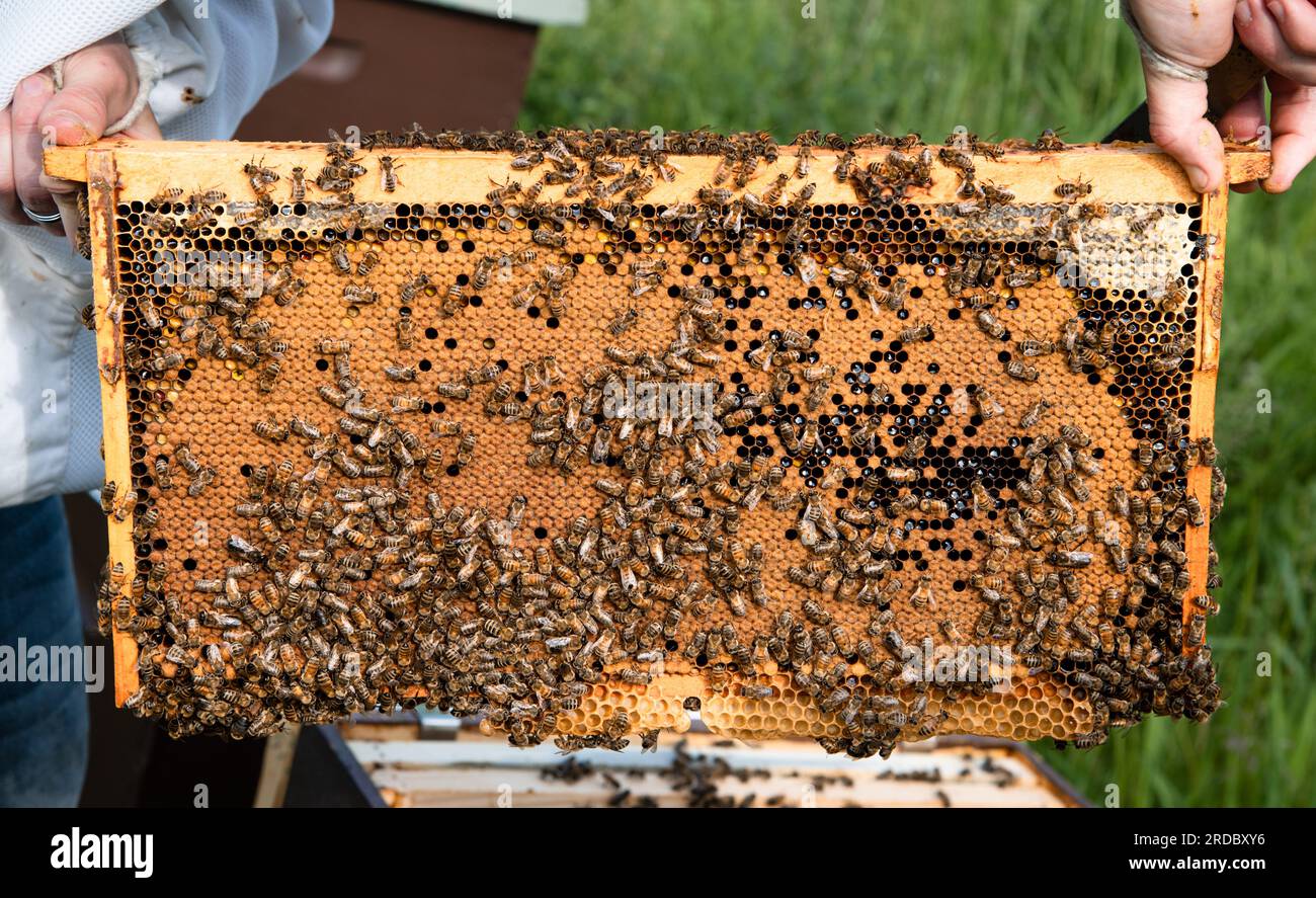 Ein Imker, der einen Rahmen voller gedeckter Honigbienenbrut hält Stockfoto