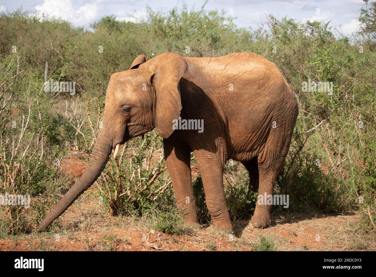 Elefanten in Kenia Afrika. Tiere aus einer Elefantenherde in Kenia. Sie durchstreifen die Savanne auf der Suche nach Wasser. Stockfoto