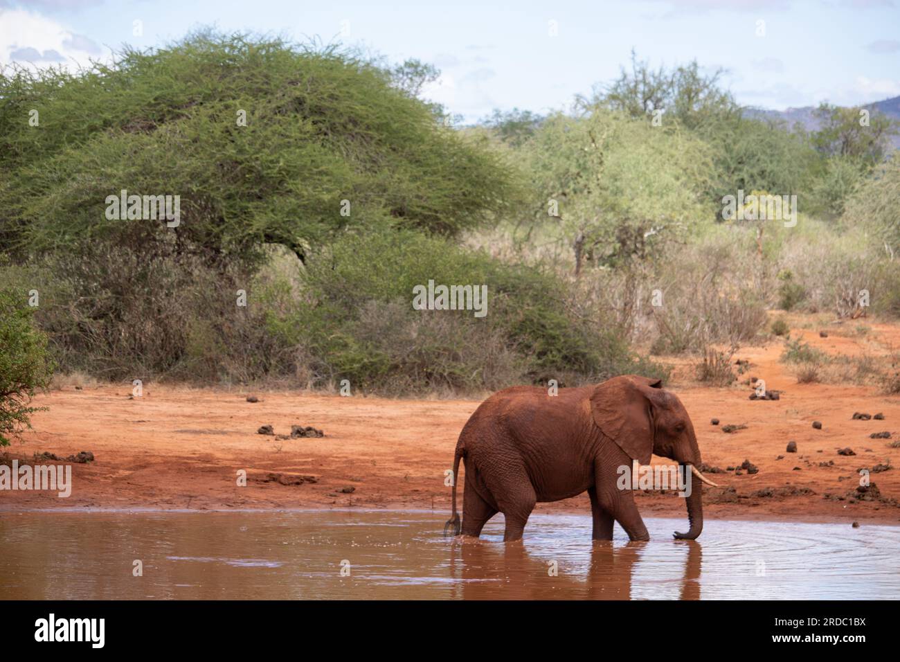 Elefanten in Kenia Afrika. Tiere aus einer Elefantenherde in Kenia. Sie durchstreifen die Savanne auf der Suche nach Wasser. Stockfoto