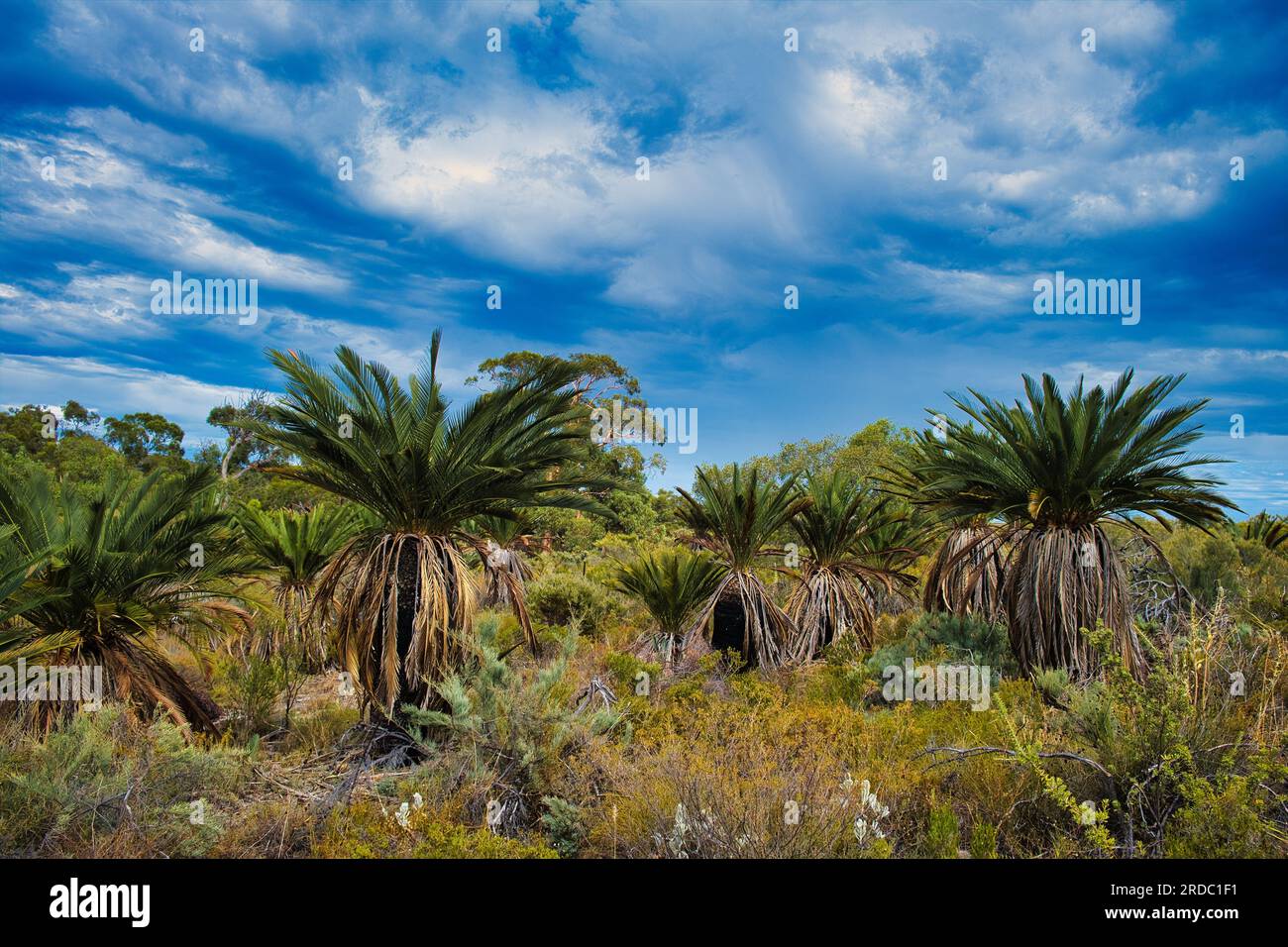 Macrozamia recurlei (zamia oder zamia Palm), eine im Süden von Westaustralien endemische Art von Zykad, im Badgingarra-Nationalpark Stockfoto