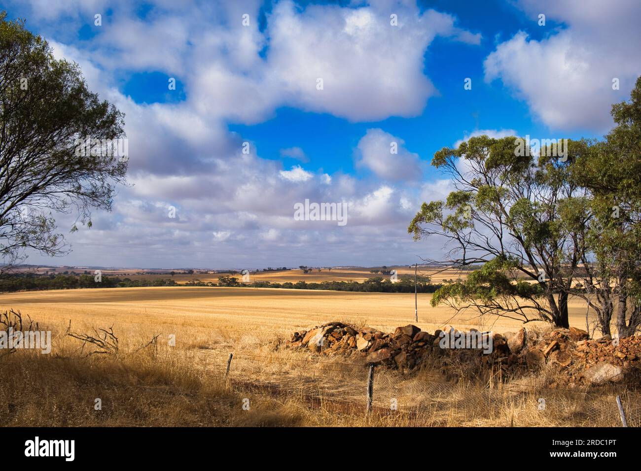 Charakteristische Landschaft im westaustralischen Weizengürtel mit weiten gelben Feldern, niedrigen Hügeln und verstreuten Bäumen in der Nähe von Toodyay Stockfoto