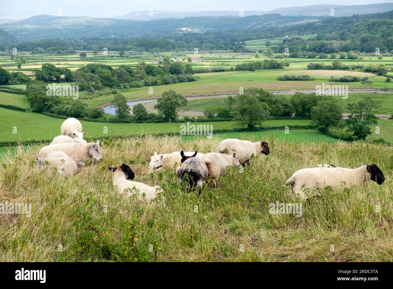 Blick auf die Landschaft des Towy Twyi River Valley im Juli Sommer vom Dryslwyn Castle Hill in Carmarthenshire Wales Großbritannien Großbritannien KATHY DEWITT Stockfoto