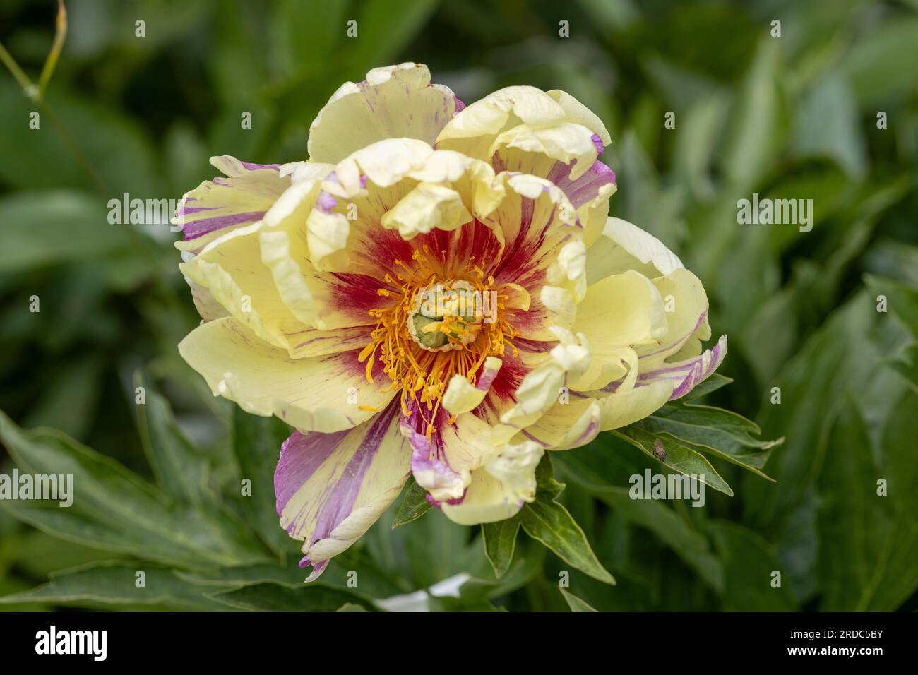 Paeonia Itoh Hybriden „Lolliepop“ im Frühlingsgarten Stockfoto