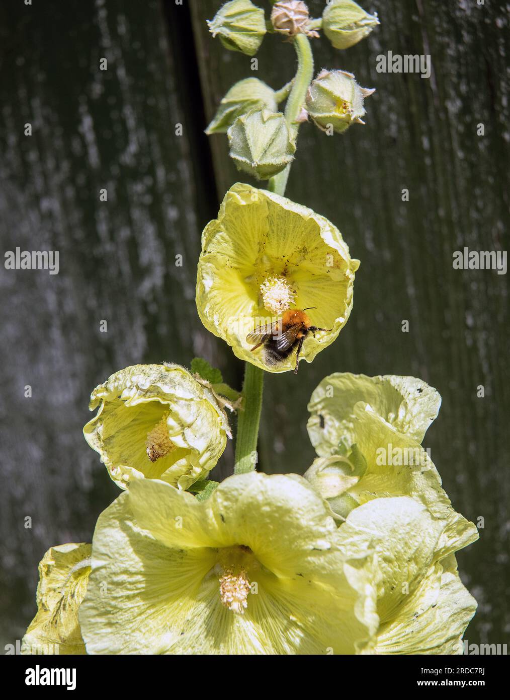 Die Hummel sitzt auf wunderschönen Blüten im Garten. Blühender gelber Mallow. Stockfoto