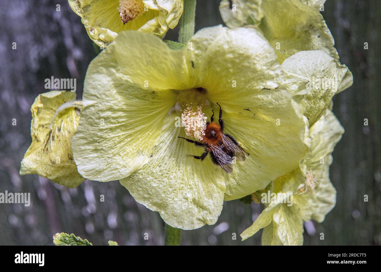 Die Hummel sitzt auf wunderschönen Blüten im Garten. Blühender gelber Mallow. Stockfoto