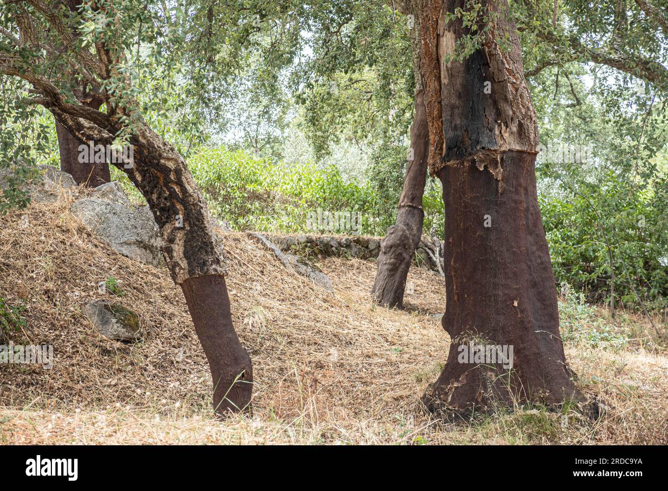 Cork Eichen Quercus Suber an der Algarve Portugal Stockfoto