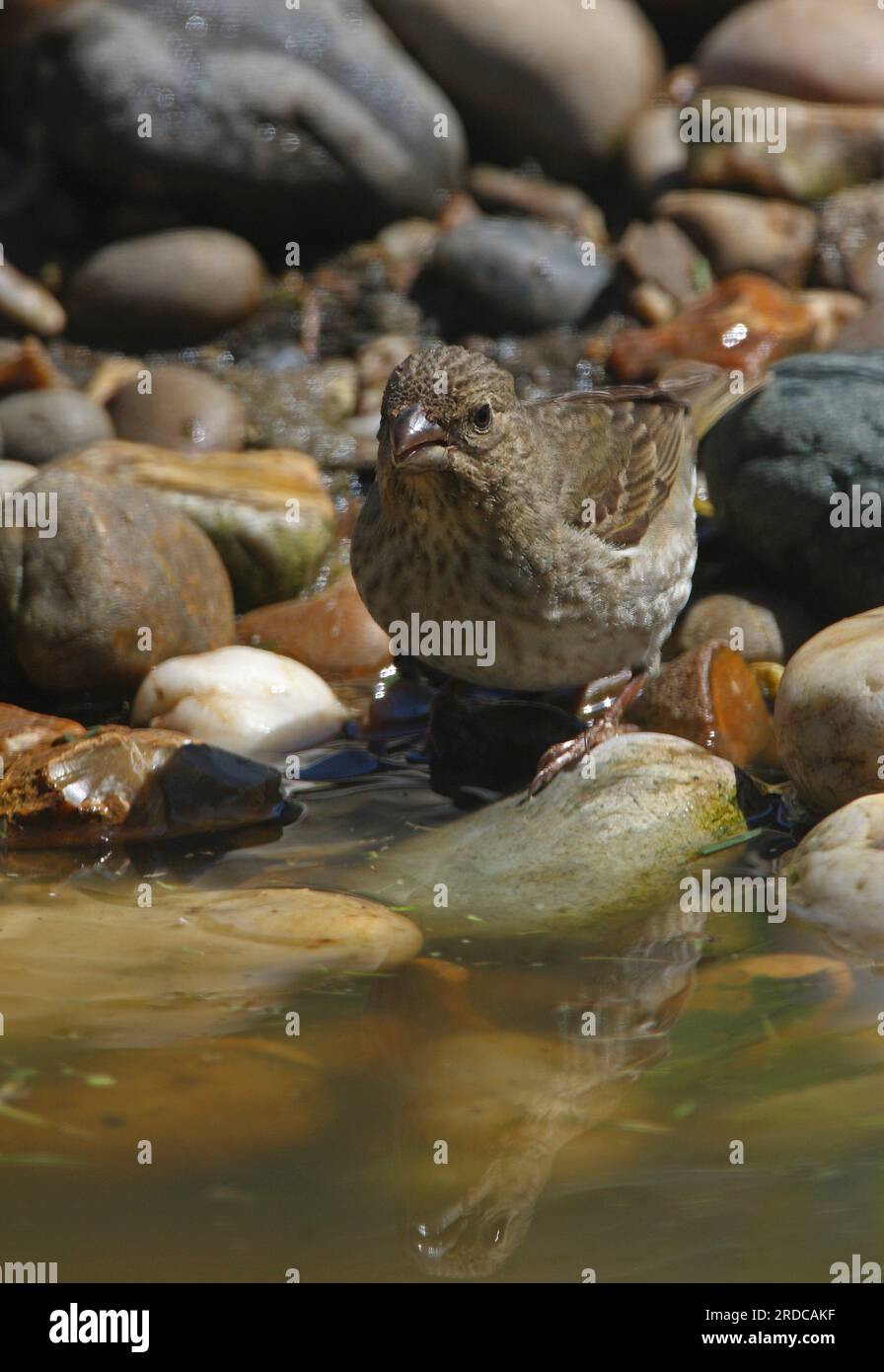 Rosenfink (Carpodacus erythrinus), männlicher Trinktyp Eccles-on-Sea, Norfolk, Vereinigtes Königreich. Mai Stockfoto