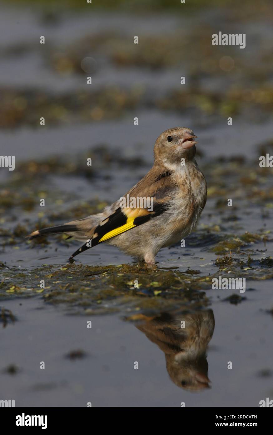 Europäischer Goldfink (Carduelis carduelis) Jungfische auf Algenmatte, die Eccles-on-Sea trinken, Norfolk, Vereinigtes Königreich. September Stockfoto