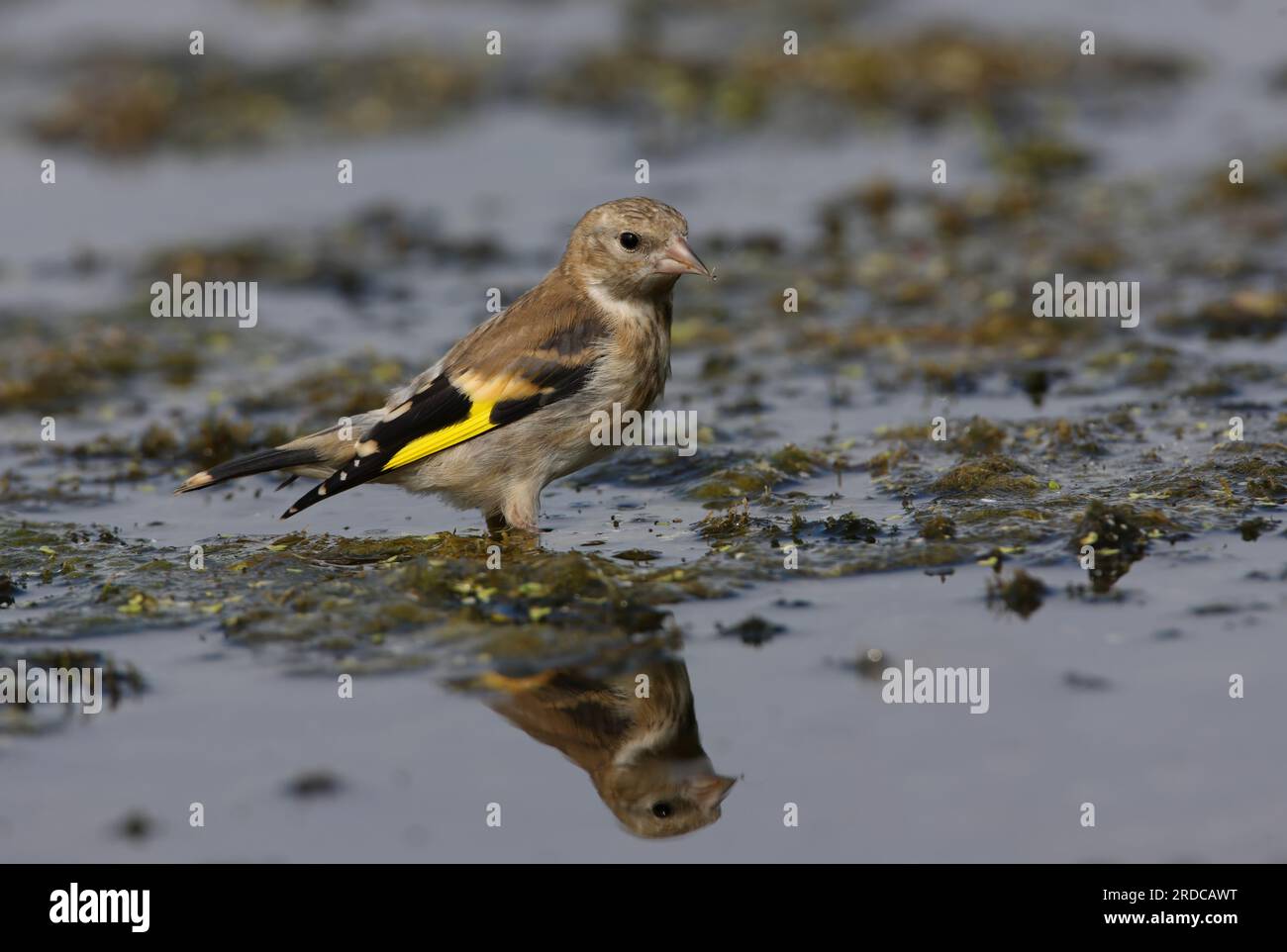 Europäischer Goldfink (Carduelis carduelis), auf Algenmatte stehend, Eccles-on-Sea, Norfolk, Vereinigtes Königreich. September Stockfoto
