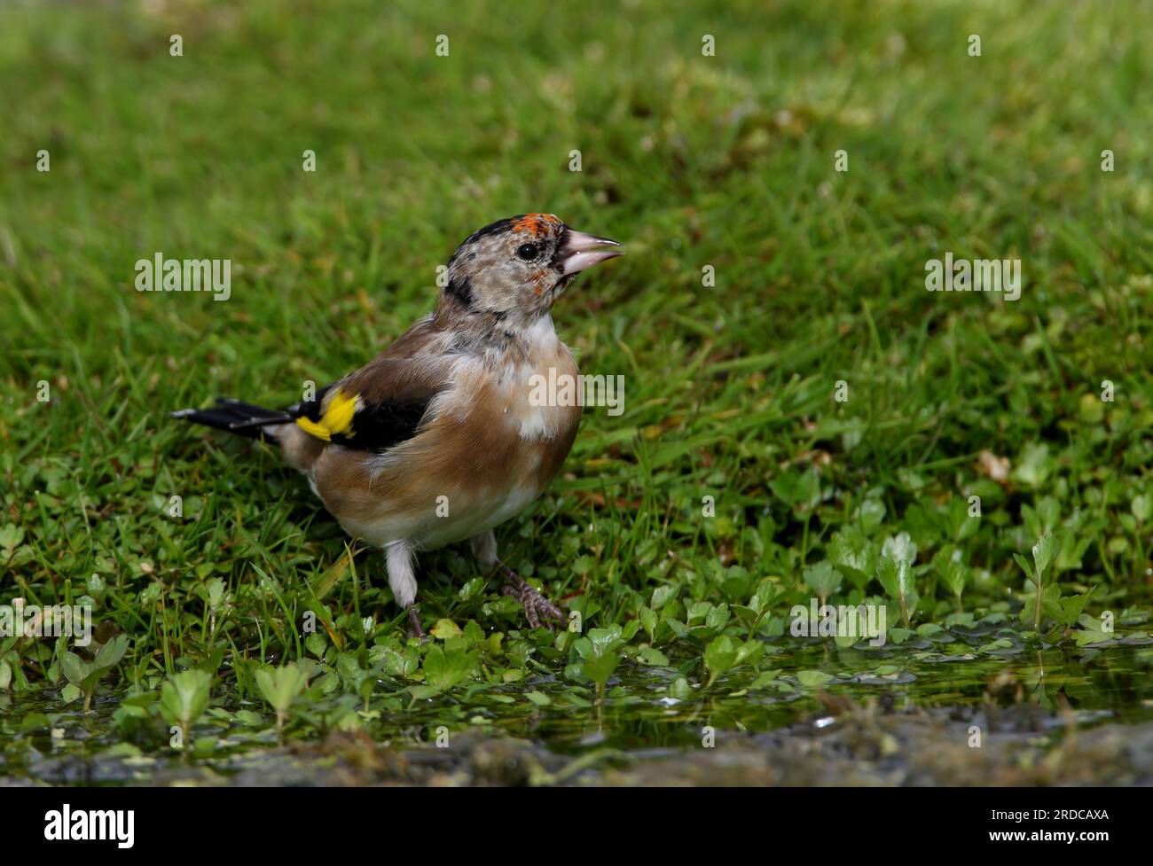 Europäischer Goldfink (Carduelis carduelis), junger Trinker aus dem Teich Eccles-on-Sea, Norfolk, Vereinigtes Königreich. September Stockfoto