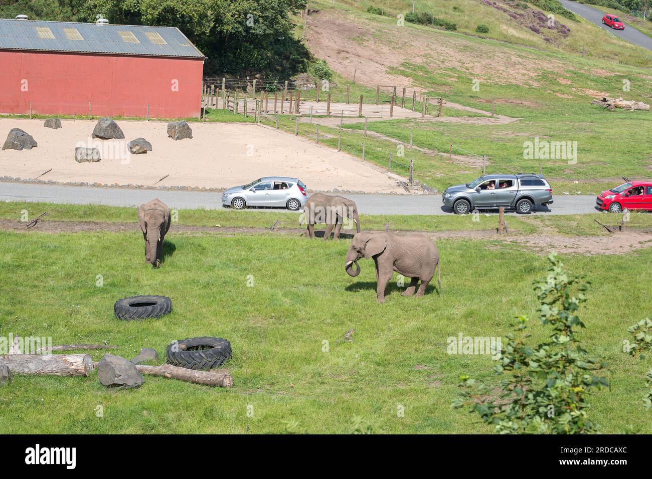 Drei Elefanten im Elephant Valley Enclosure, West Midlands Safari Park, Worcestershire, Großbritannien, vor neuen Entwicklungen. Britische Touristenattraktionen. Stockfoto