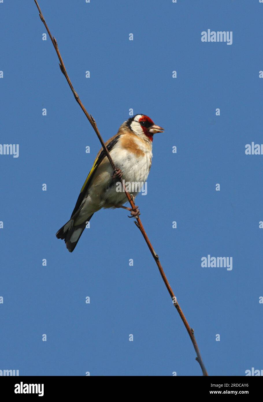 Europäischer Goldfink (Carduelis carduelis), Erwachsener auf einem toten Zweig und ruft Eccles-on-Sea, Norfolk, Großbritannien. Juni Stockfoto
