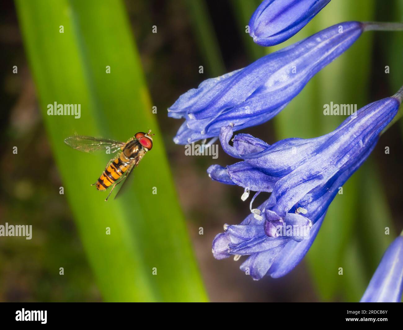 Marmelade-Hoverfly, Episyrphus balteatus, schwebt vor den blauen Trompeten von Agapanthus „Bressingham Blue“ in einem britischen Garten Stockfoto