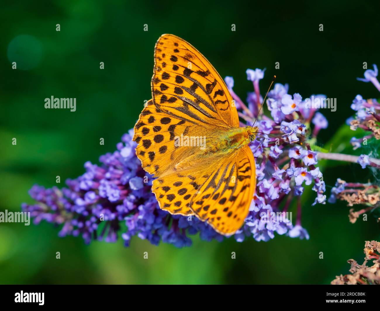 Männlicher silbergewaschener Fritillar-Schmetterling, Argynnis-Paphia, die Buddleja davidii in einem britischen Garten ernährt Stockfoto