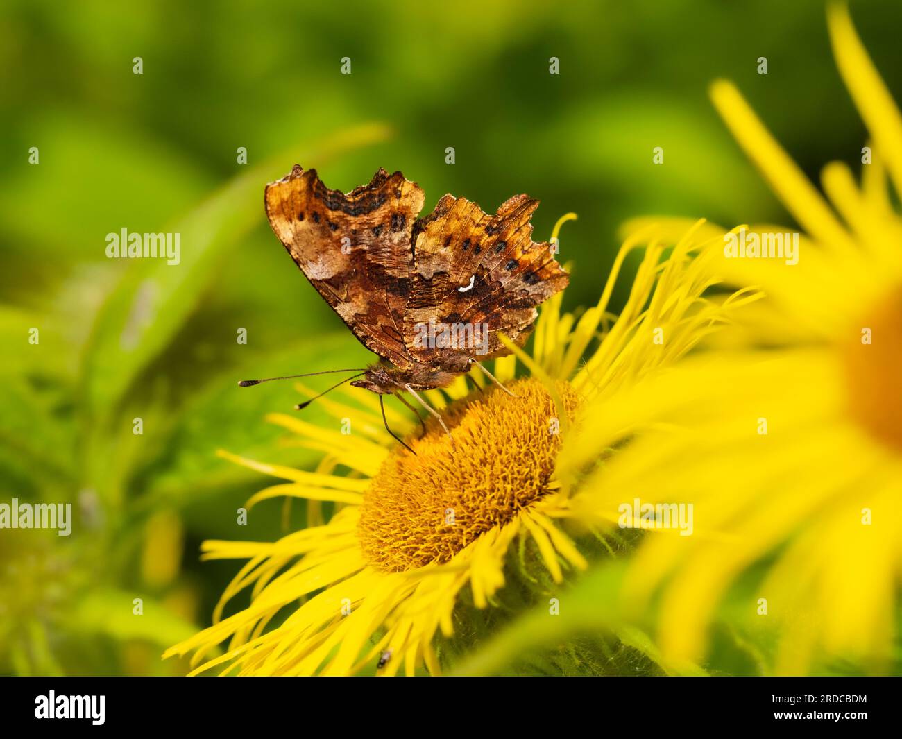 Komma-Schmetterling, Polygonia c-Album, ernähren sich von Inula hookeri mit geschlossenen Flügeln, die das weiße Komma zeigen Stockfoto