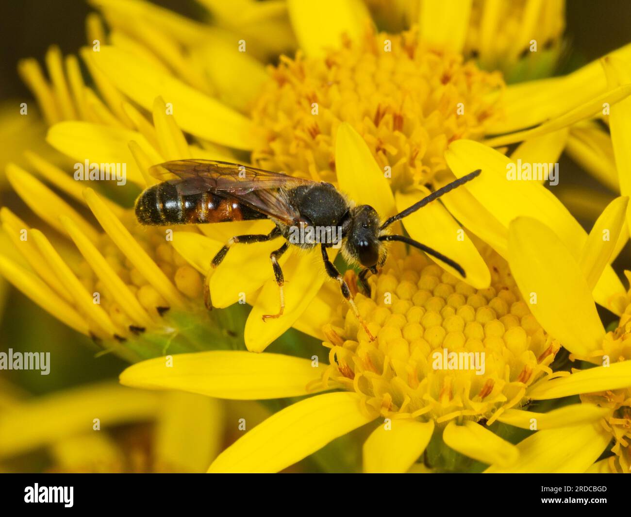 Männliche Schweissbiene, Lasioglossum calceatum, die sich von den gelben Blüten des gewöhnlichen Ragwurzes, Senecio jacobaea, ernährt Stockfoto