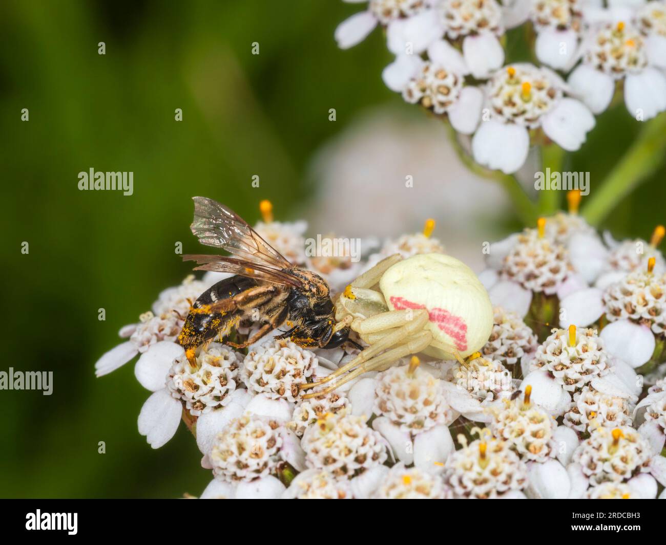 Die britische Krabbenspinne, Misumena vatia, hat eine kleine Schweißbiene (Halictidae) auf die Blüten der Argarde, Achillea millefolium, überfallen Stockfoto