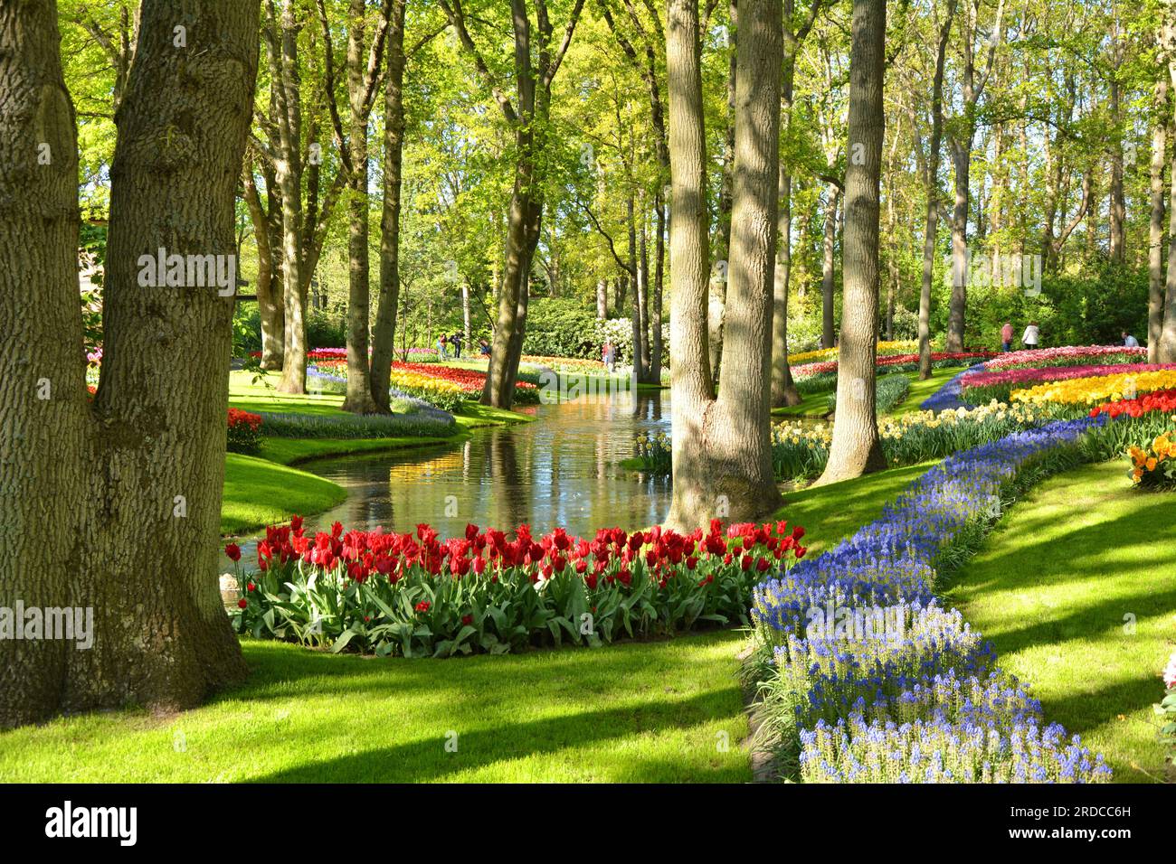 Keukenhof Gärten blühen Frühlingsblumen am Teich. Wunderschöne Gartenlandschaft mit Zierpflanzen in Lisse, Niederlande. Stockfoto