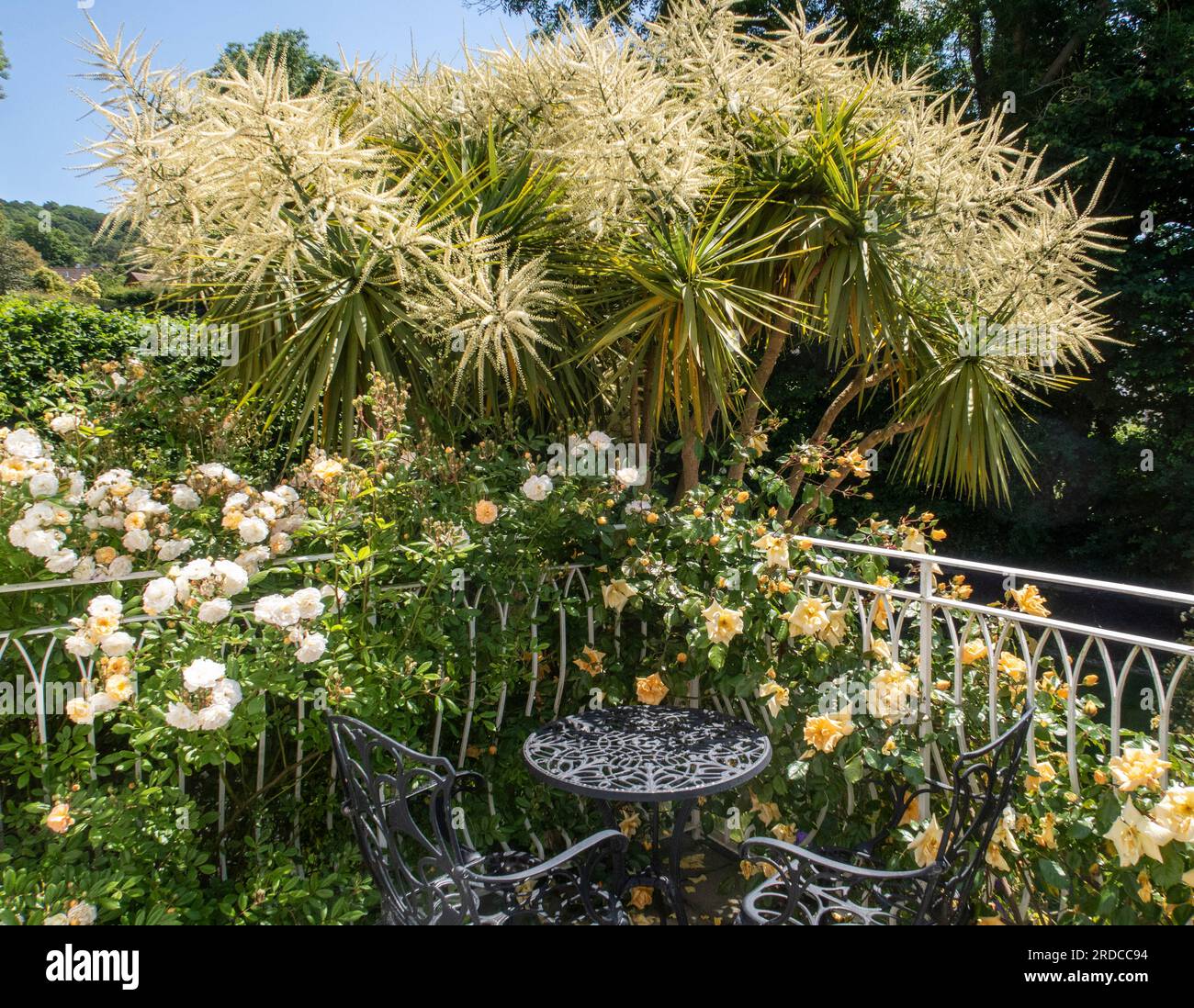 Tisch und Stühle auf einem Balkon mit Rose (L) Ghislaine de Feligonde, (ctr) cordyline australis in Blume und (R) Rose Emily Gray Stockfoto