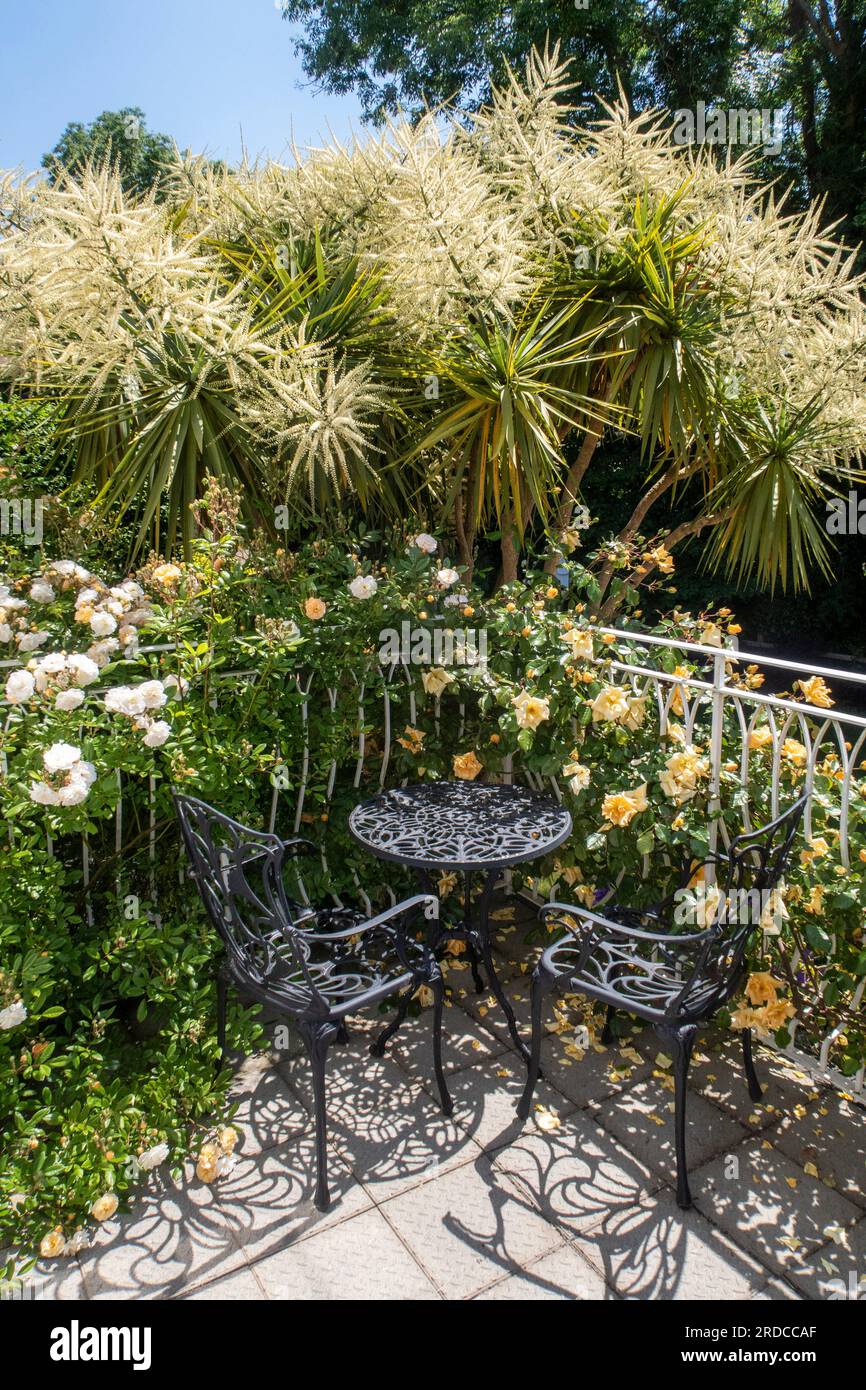 Tisch und Stühle auf einem Balkon mit Rose (L) Ghislaine de Feligonde, (ctr) cordyline australis in Blume und (R) Rose Emily Gray Stockfoto