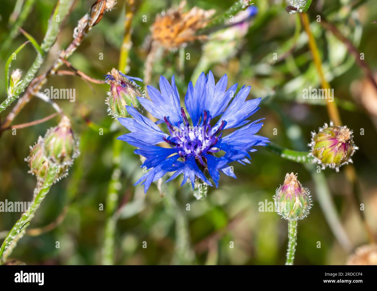 Nahaufnahme einer einzelnen Cornflower, auch bekannt als Bachelor's Button (Centaurea cyanus oder Cyanus segetum), einer blauen Blume aus der Familie Asteraceae im Sommer, England, Großbritannien. Stockfoto