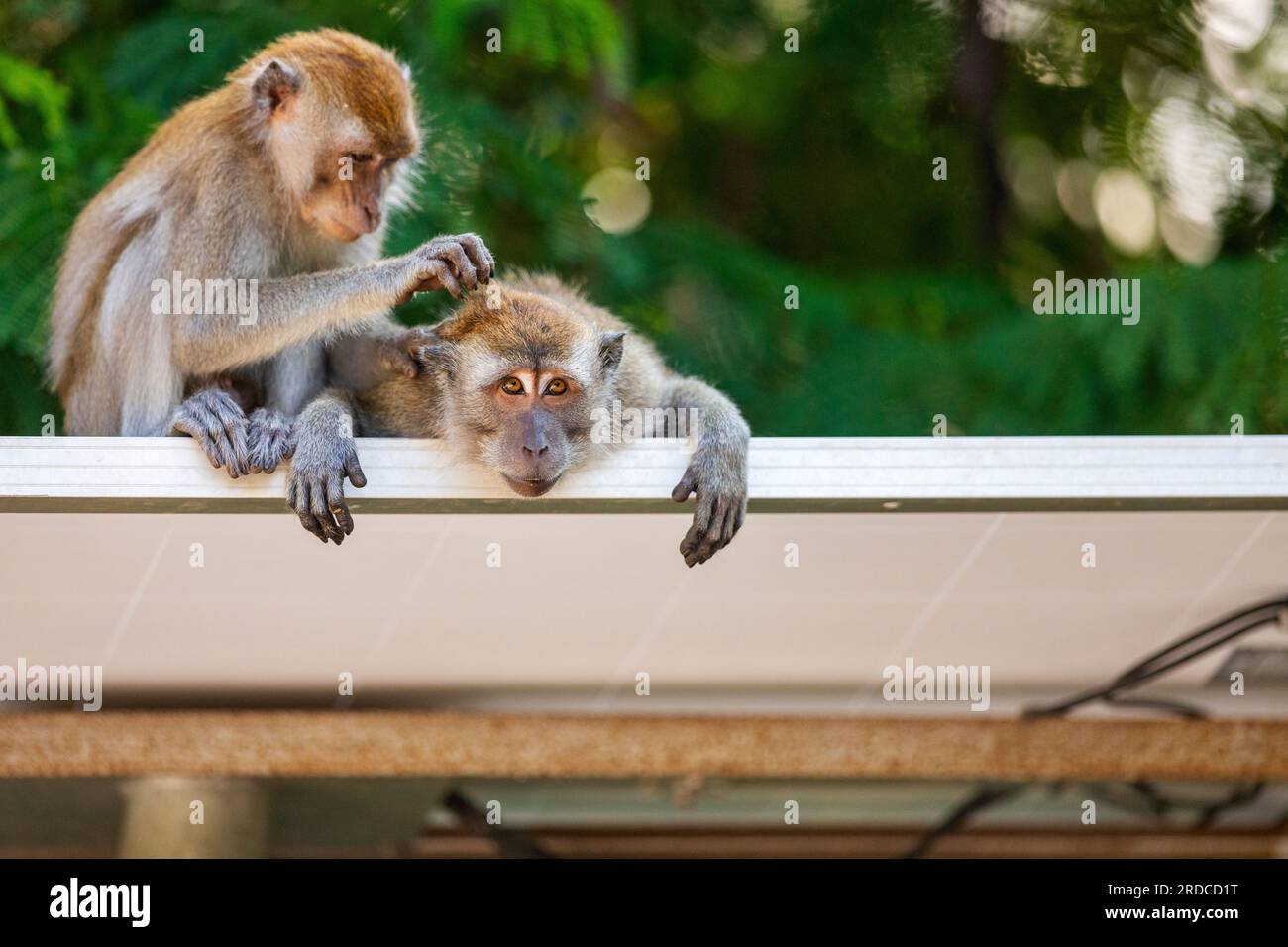 Ein Paar langschwänzige Makaken-Allogrooming auf einem Sonnendach, Singapur Stockfoto