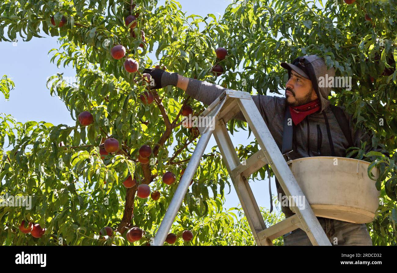 Arbeiter, der Pfirsiche „Rich Lady“ (Prunus persica) Obstgarten erntet, Maryhill Highway, Columbia River Gorge, Klickitat County, Goldendale, Washington, Stockfoto