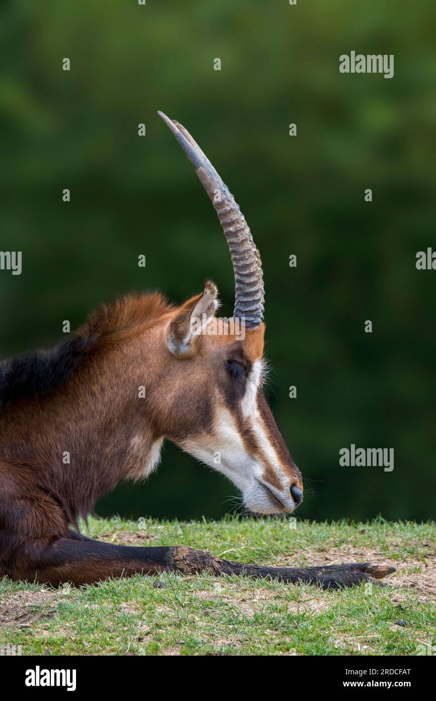 Südliche Zobelenantilope / Gemeine Zobelenantilope / Schwarze Zobelenantilope (Hippotragus niger), einheimisch in Botsuana, Simbabwe und Südafrika Stockfoto