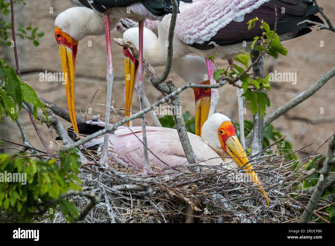 Gelbschnabelstorche/Waldibisen (Mycteria ibis) auf Nest, afrikanische Watvögel, die im Süden der Sahara und Madagaskar heimisch sind Stockfoto