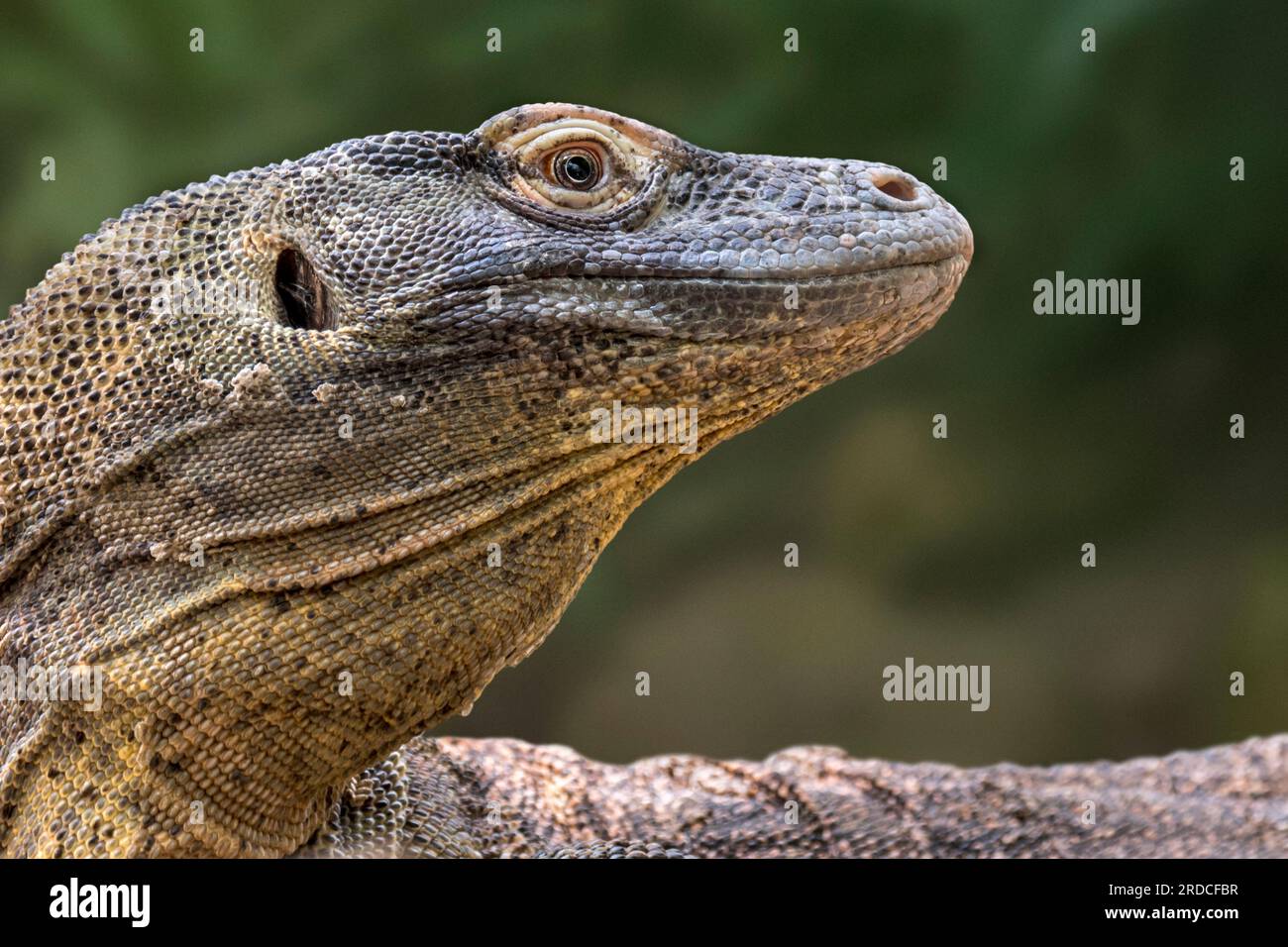 Komodo-Drache/Komodo-Monitor (Varanus komodoensis) aus nächster Nähe, Riesenechse, die auf den indonesischen Inseln Komodo, Rinca, Flores und Gili Motang heimisch ist Stockfoto