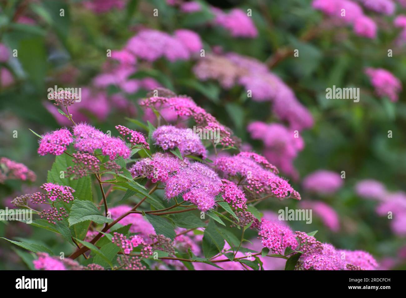 Spirea Japonica blüht im Frühling sehr Stockfoto