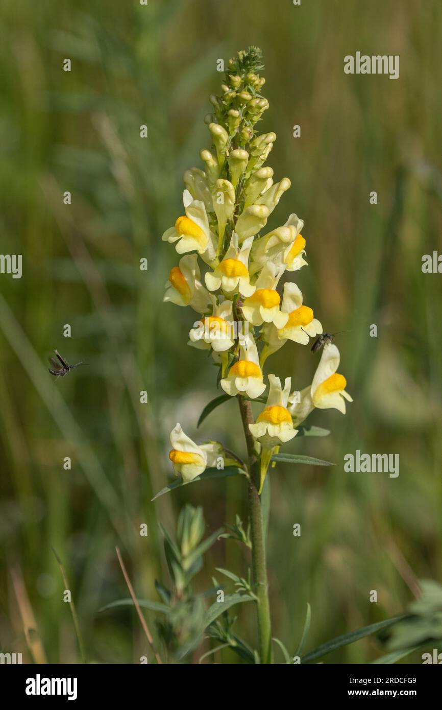 Die wunderschöne Wildblume - Gemeiner Zwergflachs (Linaria vulgaris) mit fliegenden Insekten, Suffolk, Großbritannien Stockfoto