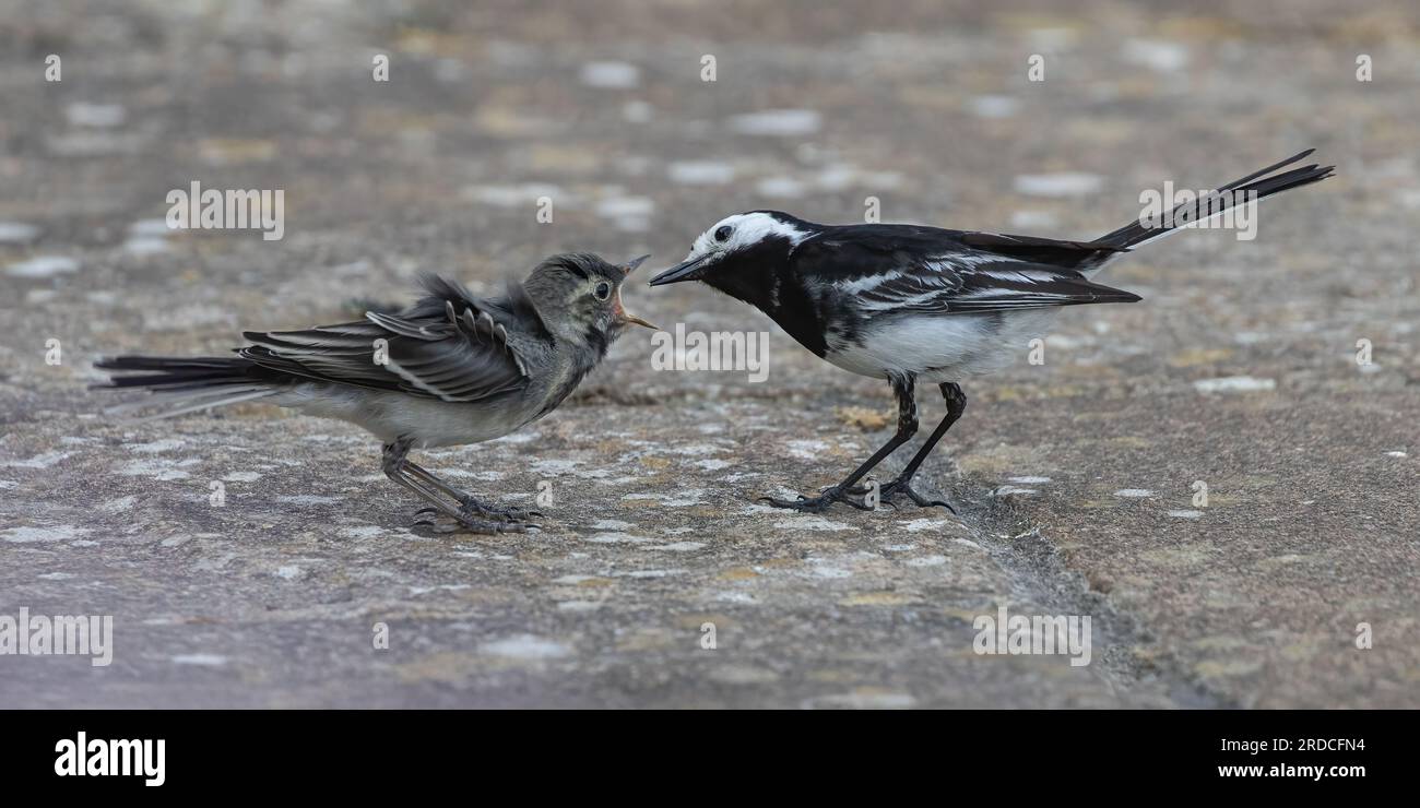 Eine Nahaufnahme der Action, bei der ein Rattenschwanz (Motacilla alba) ihr Baby füttert. Schnabel weit aufmachen. Suffolk, Großbritannien Stockfoto Eine Nahaufnahme der Action, bei der ein Rattenschwanz (Motacilla alba) ihr Baby füttert. Schnabel weit aufmachen. Suffolk, Großbritannien Stockfoto