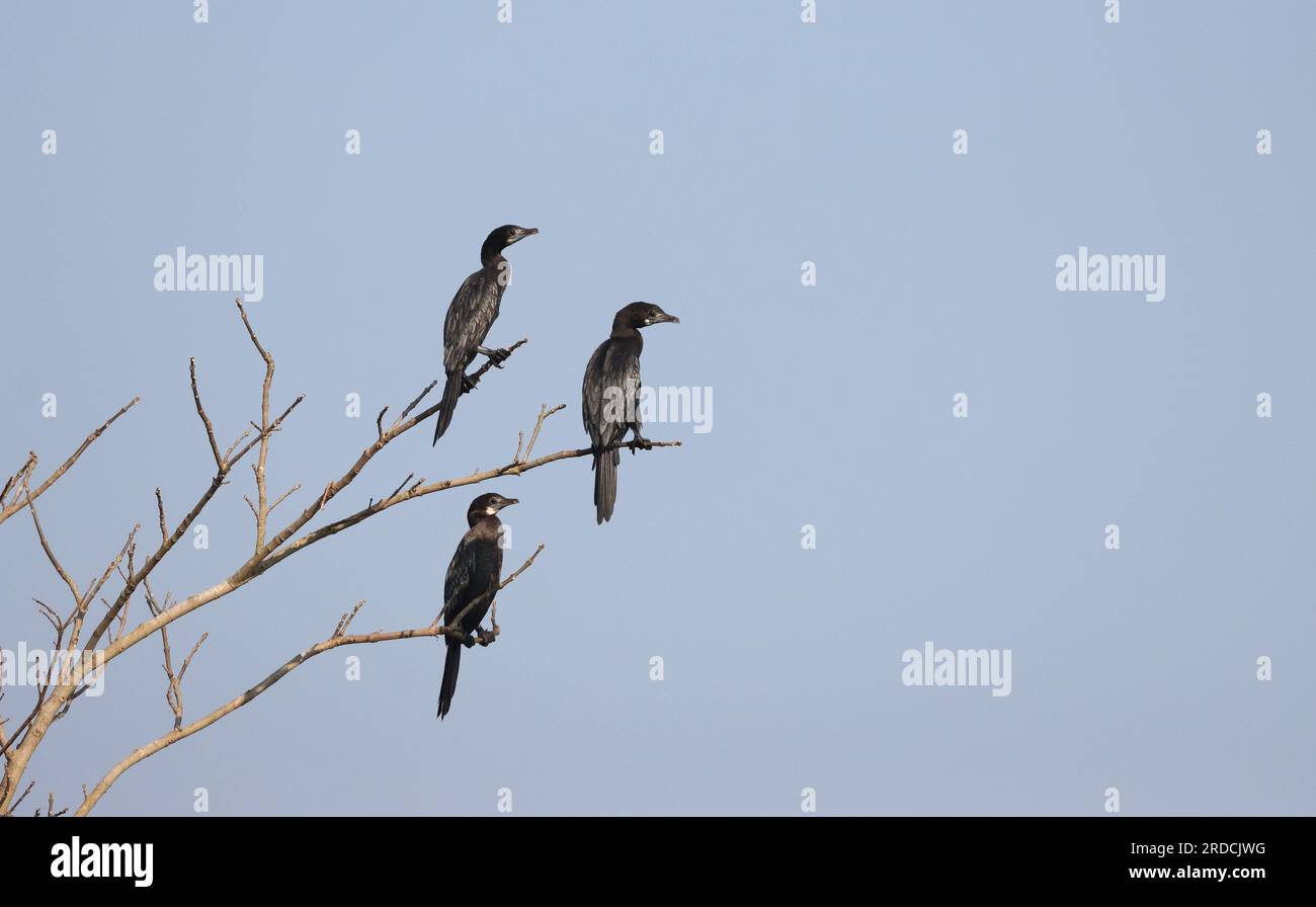 Eine Gruppe kleiner Kormorane auf einem Ast. Der kleine Kormoran gehört zur kormoranischen Seevögelfamilie. Stockfoto