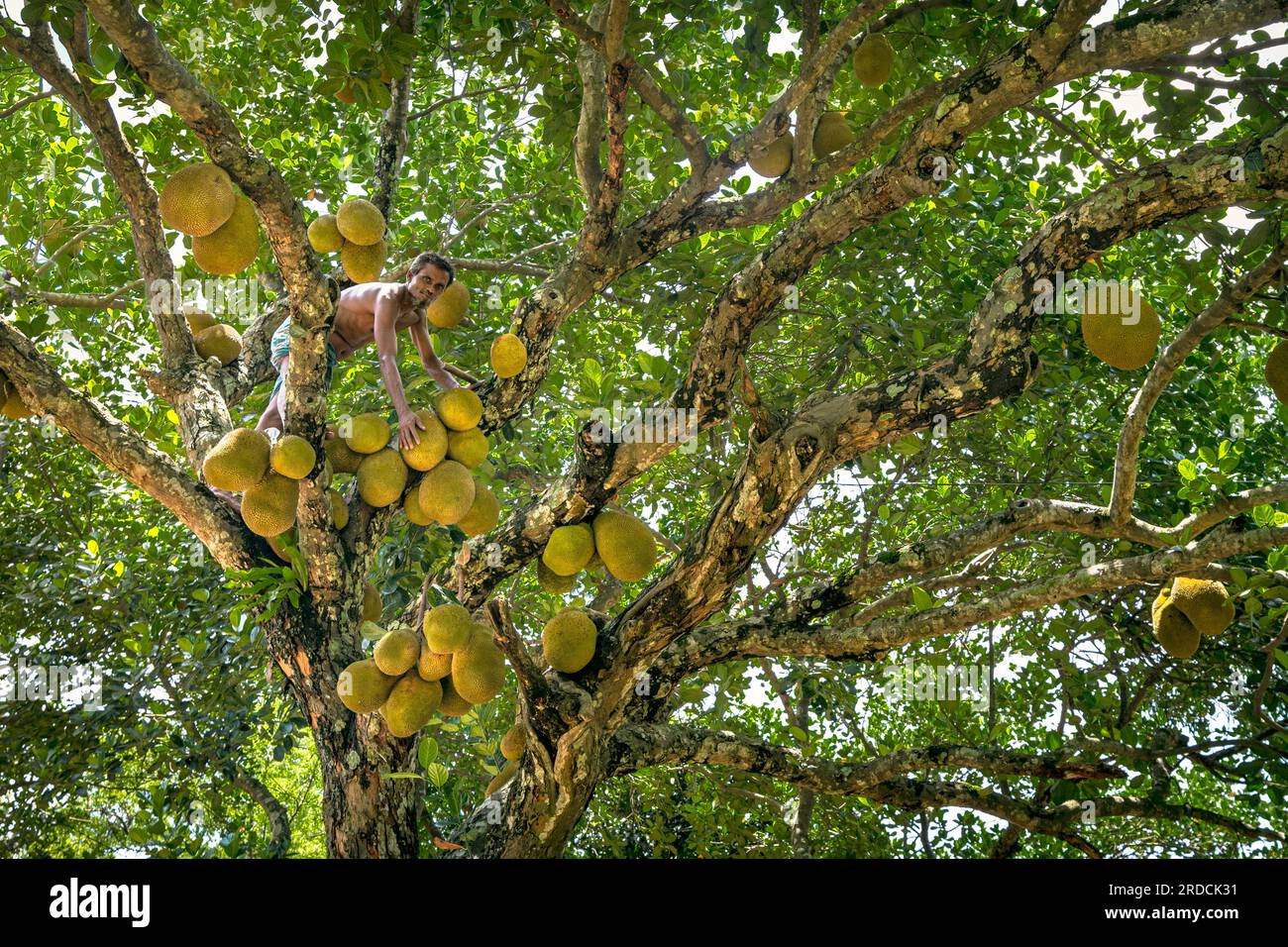 Jackfruit-Marketing auf dem Großhandelsbasar Stockfoto