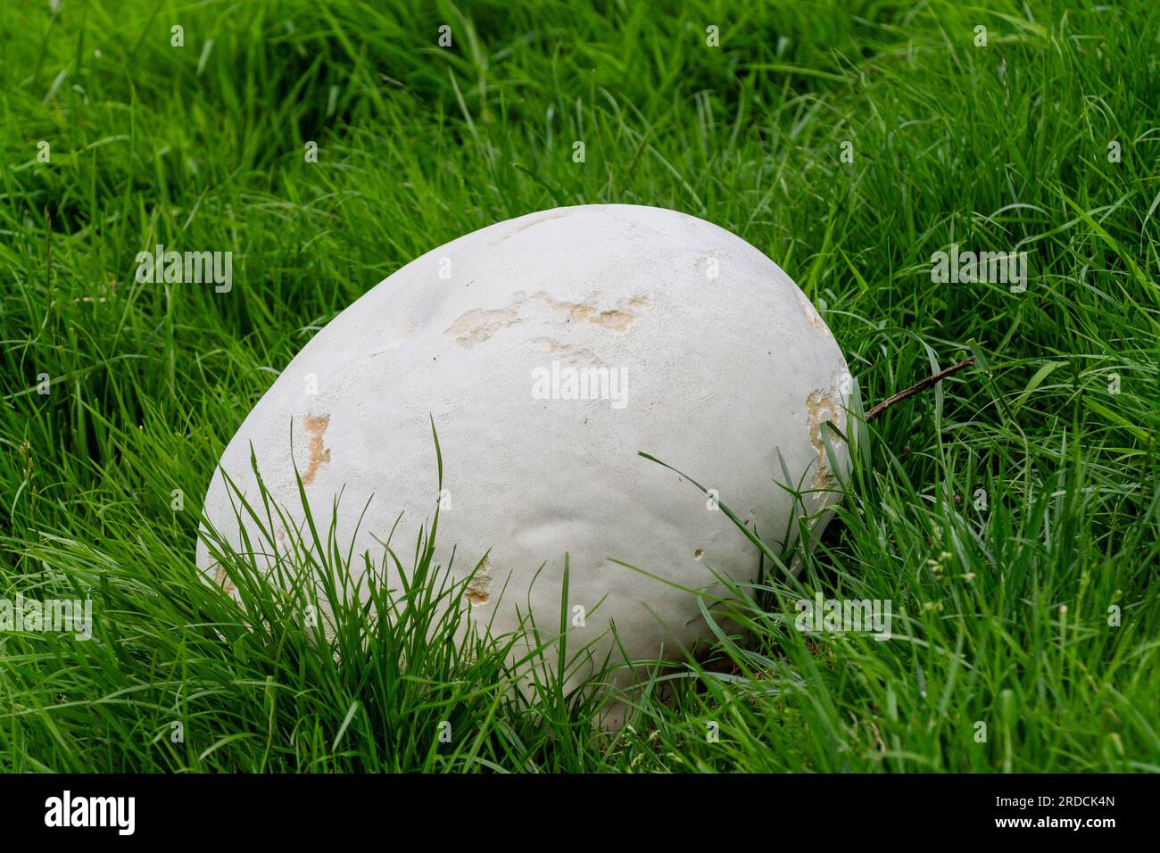 Riesen-Puffball-Pilz Calvatia gigantea oder Riesen-Puffball-Pilz, der auf dem Grasfeld wächst. Stockfoto