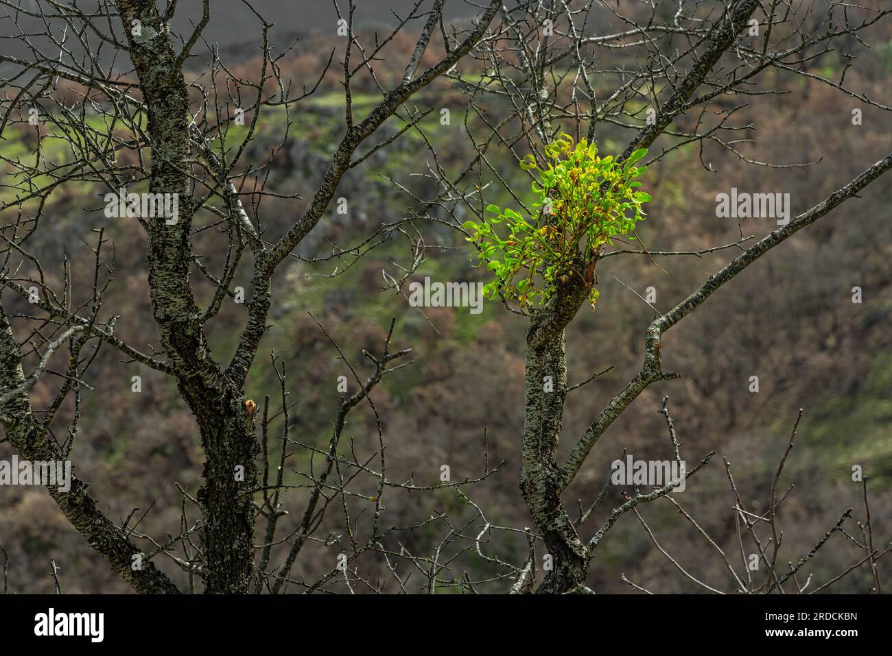 Neue Mistelpflanze Viscum Album auf einem Baum, in natürlicher Umgebung. Stockfoto